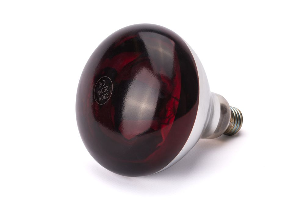 Infrarot-Glühlampe    Rot  230V/250W  ø125x(H)170mm-ING11676 Infrarot-Glühlampe    Rot  230V/250W  ø125x(H)170mm-ING11676